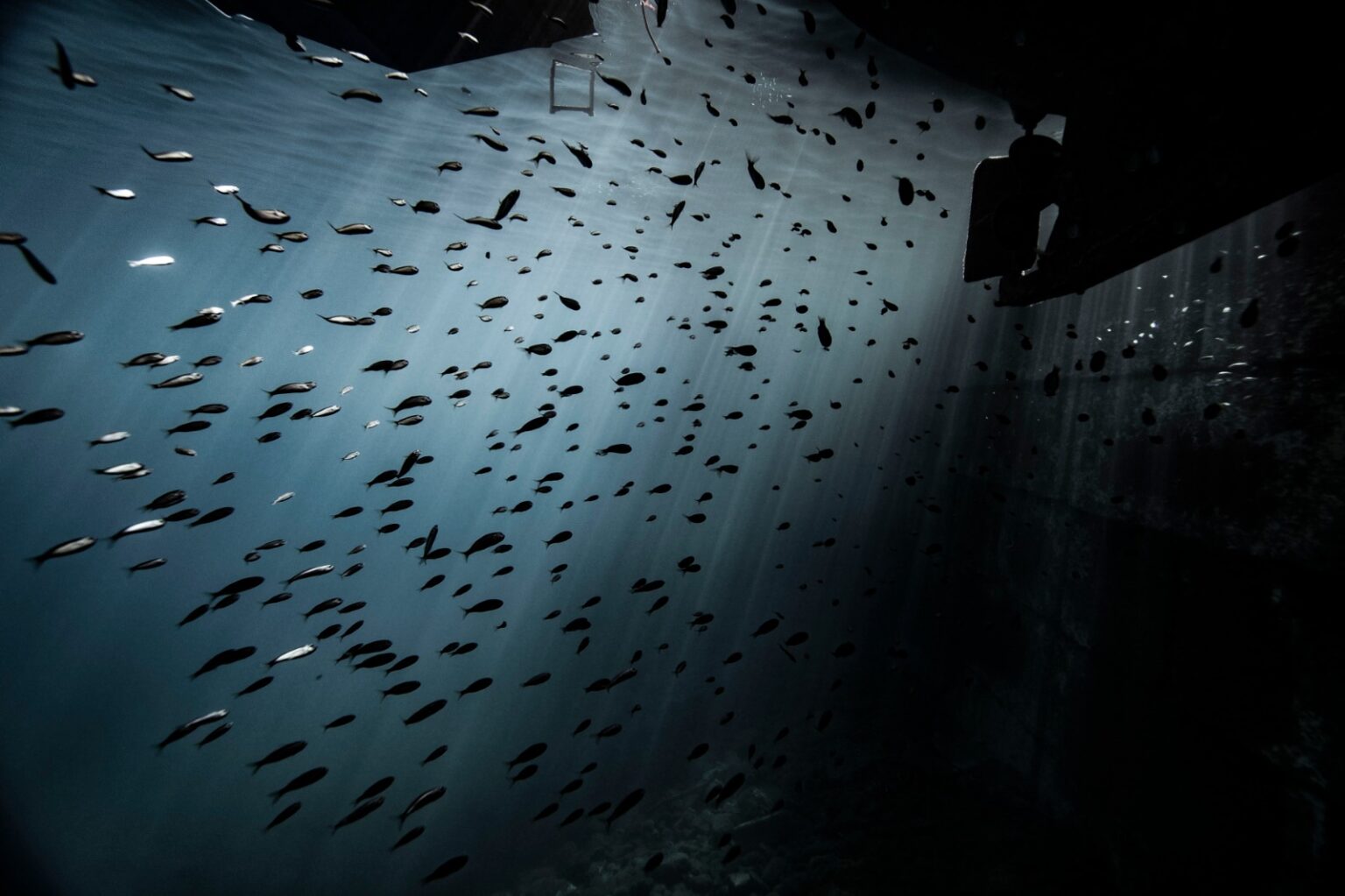 WINGS OF THE OCEAN